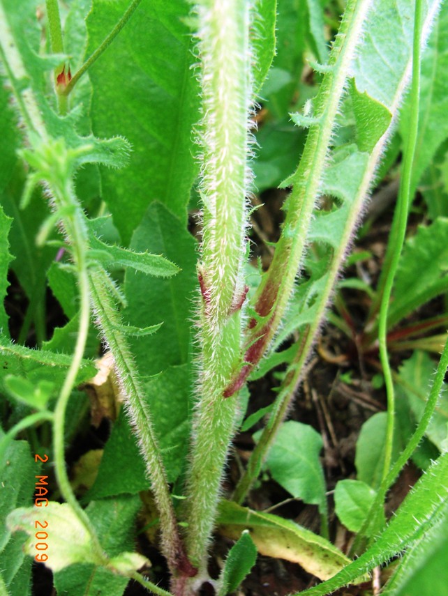 Crepis vesicaria / Radicchiella vescicosa